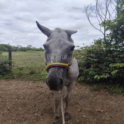 Lisboa_de_Pijaos_Frontal