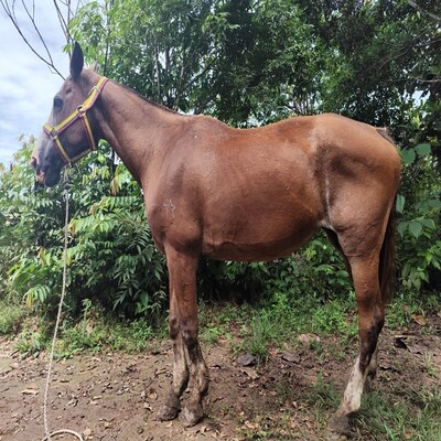 Mancilla_Gólgota_L.I