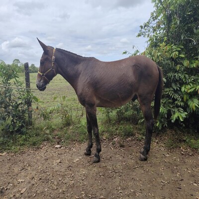 Oliver de Santa Rosa