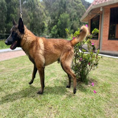 Ramses de San Martín de la Vega_L.I