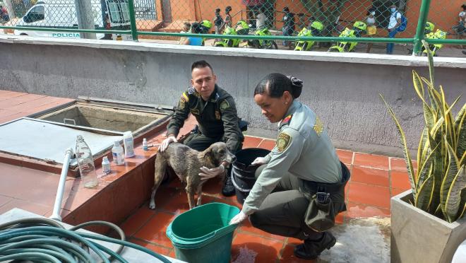La "Negra" ya hace parte de la familia