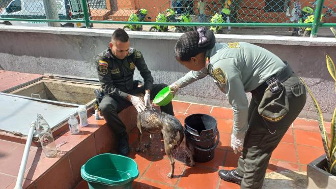 La "Negra" ya hace parte de la familia