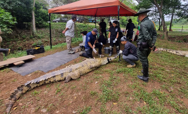 Policía acompaña proyecto de reubicación de 25 cocodrilos en su hábitat natural