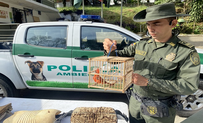 15 especies silvestres incautadas