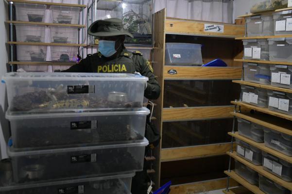 Operación "Leopardo": la ofensiva más grande contra el tráfico de animales en el país.