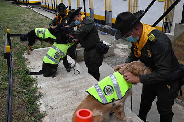 Tres caninos de la especialidad antinarcóticos han detectado más de 700 kilos de droga