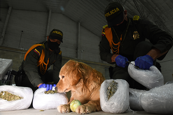 Tres caninos de la especialidad antinarcóticos han detectado más de 700 kilos de droga