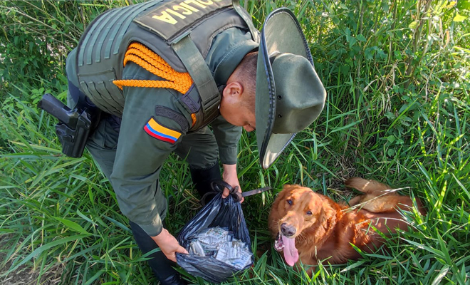 Gracias a la pericia del canino "Aguss", experto en detección de narcóticos, se logró el hallazgo de esta sustancia alucinógena.