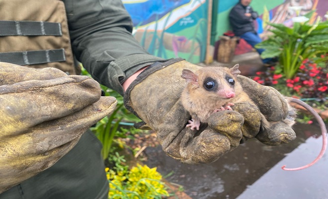 Estas especies fueron recuperadas mediante un allanamiento a un acopio clandestino de animales.