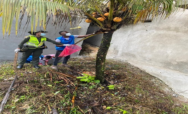 32 kilos de caracol gigante fueron hallados en barrio los castillos de Quibdó