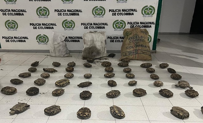 incautación de  1.000 huevos de iguana