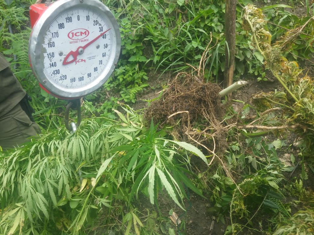 Hallamos-400-kilos-de-marihuana-en-Santa-Marta 