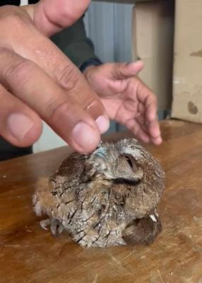 Policías_ auxilian_ a_ un_ búho 