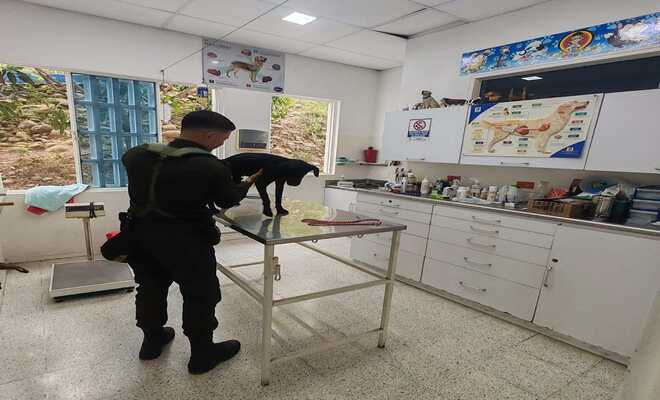 acompañamiento constante para mejorar la salud de sonic