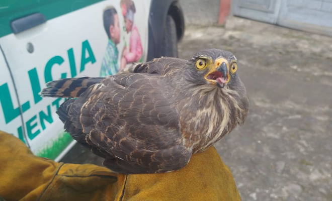 Recuperado un gavilán pollero en el barrio Miraflores