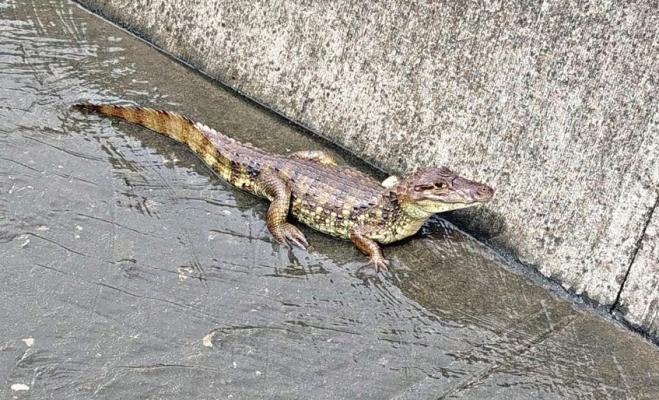 La información de la comunidad fue clave para su rescate