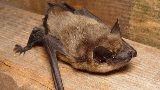 Liberan murciélago