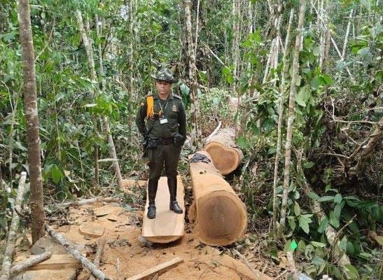 Los bosques son el hogar de miles de especies y el pulmón del planeta, cada árbol que proteges es un paso hacia un mundo mas verde 