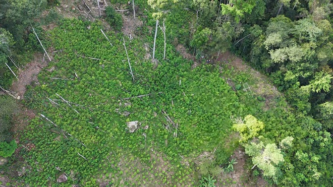 Cultivos de coca erradicados