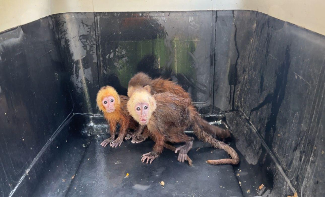 Eran transportadas de manera ilegal en un bus de servicio público
