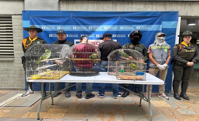 Fauna incautada aves