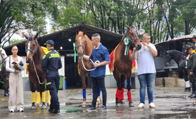 Futuro, Maratón y Naruto tres ejemplares de raza Silla Argentino, dedicaron su vida al patrullajes rurales
