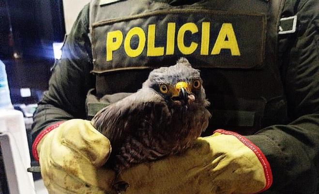 Fue encontrado en espacios urbano de la capital musical.