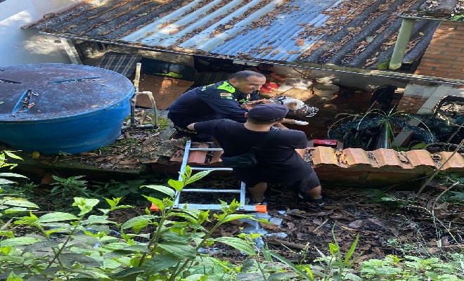 Un Ángel de Cuatro Patas: la historia de un rescate emocionante