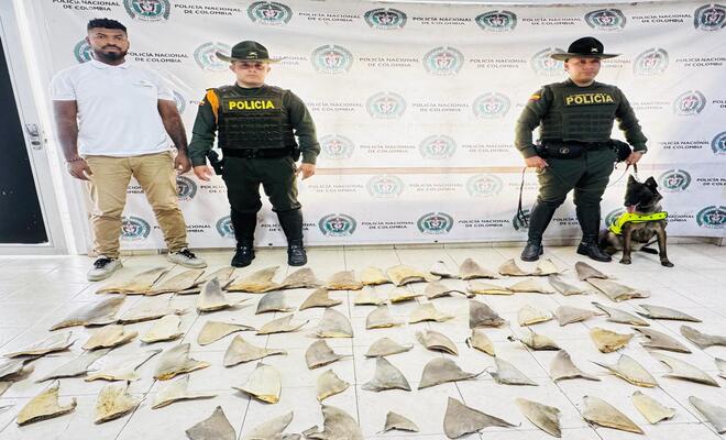 Incautan aletas de Tiburón en Tumaco
