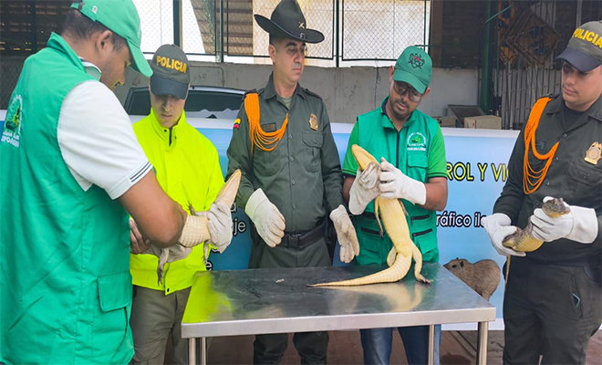 Revisión del estado de salud de las especies recuperadas