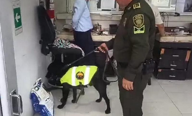 Incautados por Carabineros de la Policía Tolima, cerca de 1.200 gramos de marihuana 