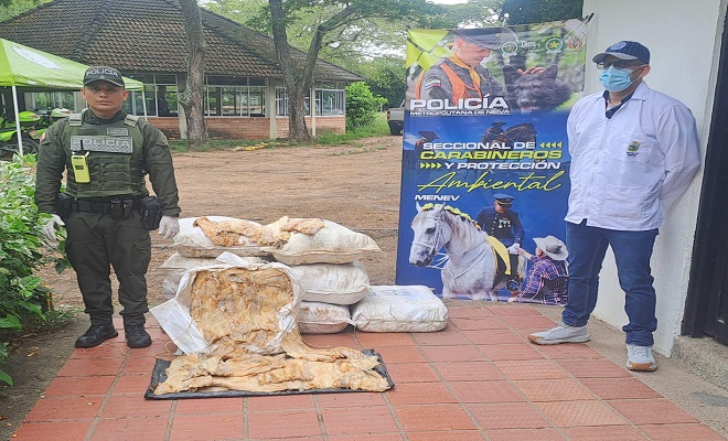 Incautados 445 kilos de pescado seco en Neiva por no cumplir con normas sanitarias
