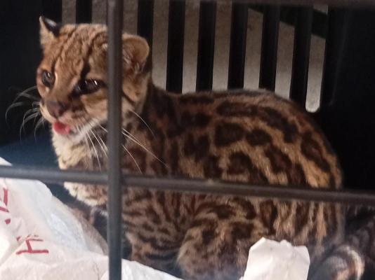 Protegen especies de fauna silvestre 