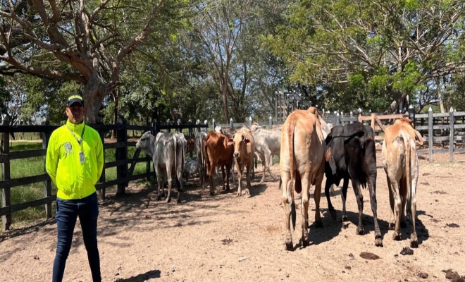 Recuperados semovientes que habían sido hurtados de una finca durante la madrugada