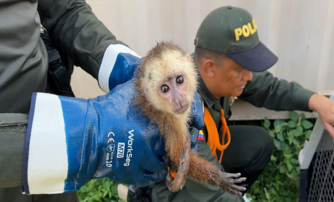Los animales silvestres no son mercancía ni objetos de entretenimiento