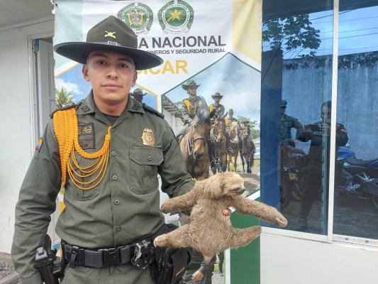 Policía Ambiental protege la vida de un oso perezoso 