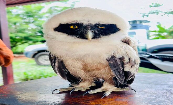 Policía rescata un lechuzón de anteojos 