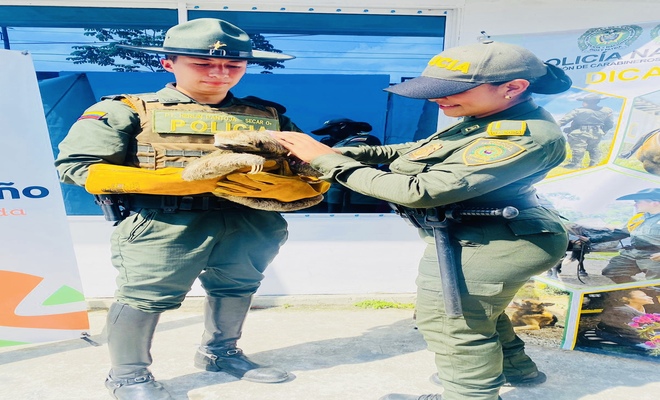 Protegen los animales