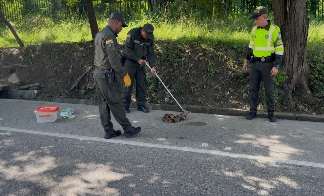Para muchos viajeros, aquel episodio se convirtió en una lección inesperada sobre convivencia con la naturaleza 