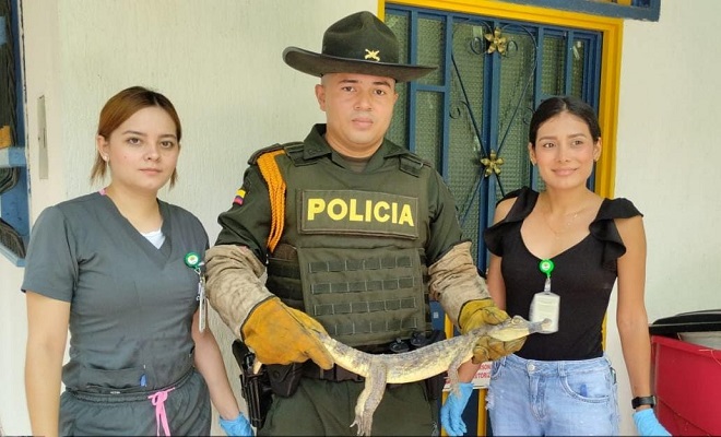 Policía Nacional realiza la aprehensión preventiva de 4 especímenes silvestres