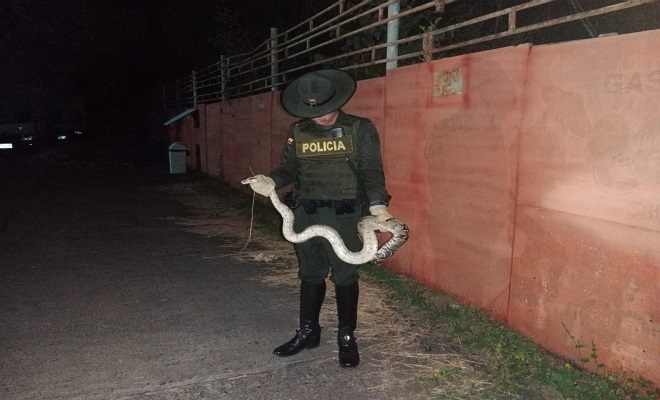 Protegiendo la Vida Silvestre: Policía Nacional al Servicio de la Fauna.