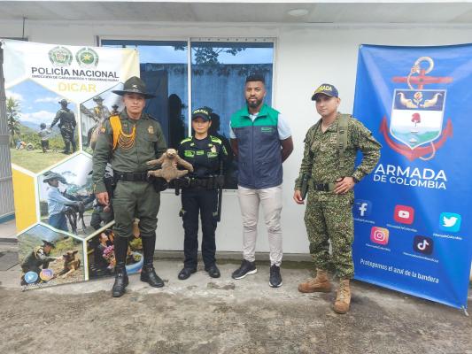 Cuando estaba desorientado en vía pública, la Policía realizó el rescate de una especie de fauna silvestre.