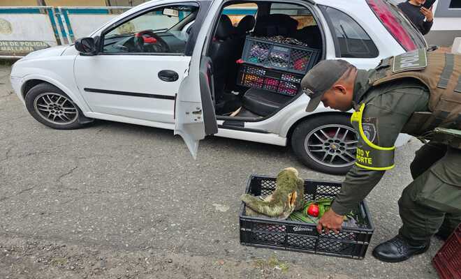 Un oso perezoso fue rescatado en Mallama