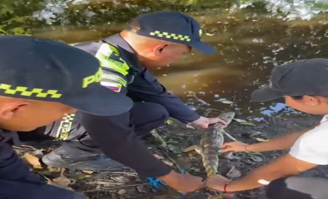 Recuperación y liberación de babilla en Pinillo Sur de Bolívar