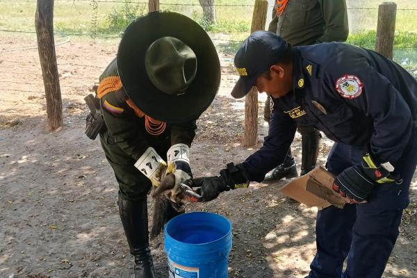 hab&iacute;a ingresado un oso hormiguero cola de caballo