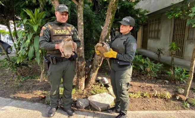Rescate de dos tortugas morrocoy por parte de la Policía ambiental