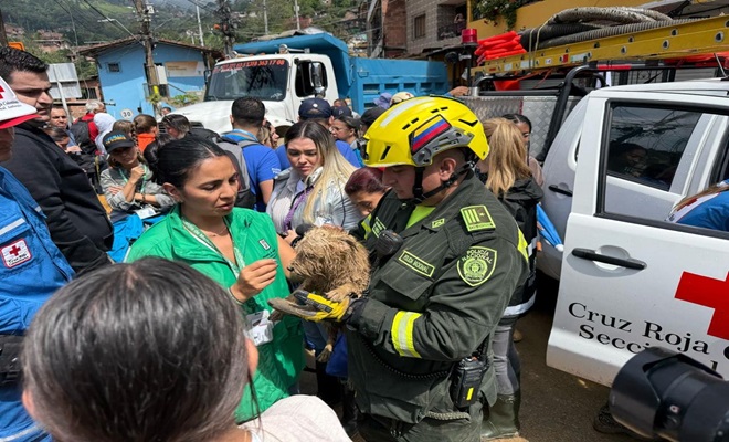 Fueron rescatadas varias especies animales afectadas por la corriente brindando atención primaria.