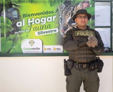 Gracias a un llamado a la linea verde   permitió la aprehensión de un ejemplar de fauna silvestre