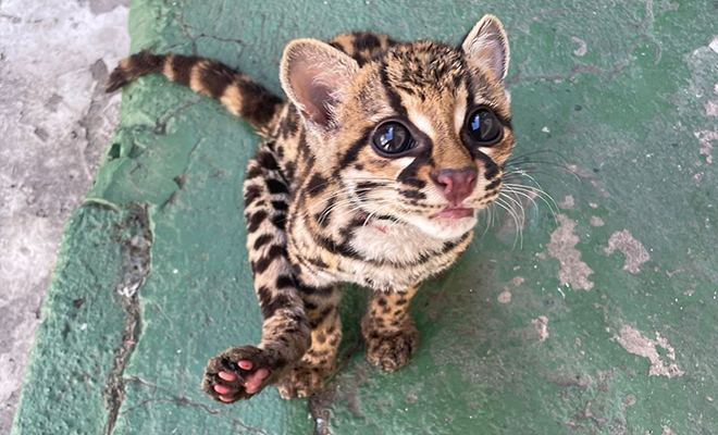 Protegen la fauna silvestre