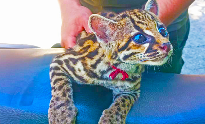 Rescatan Tigrillo en Samaniego